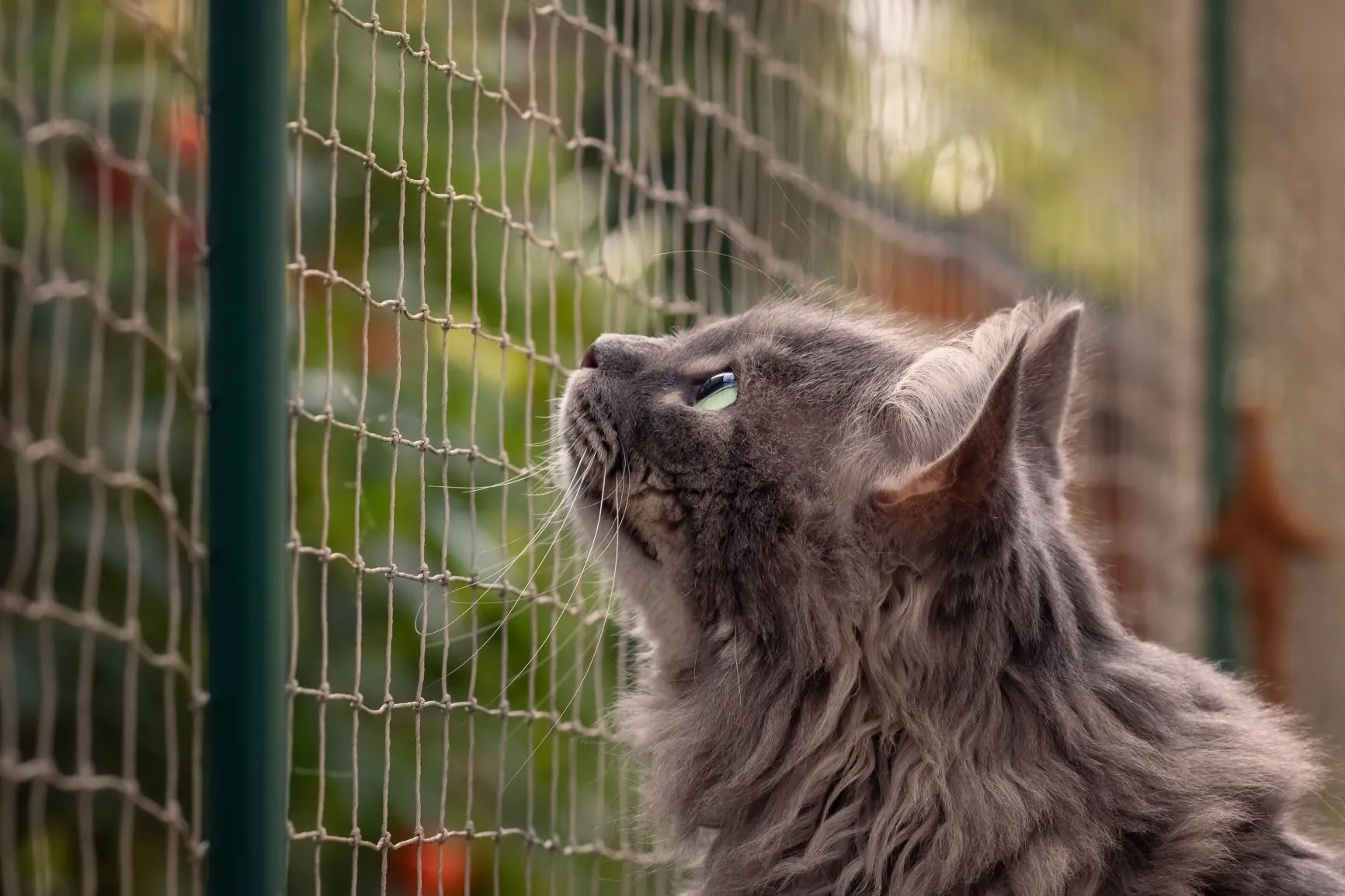 Un chat gris regarde &agrave; travers les mailles d'un filet
