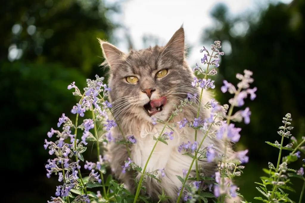 Un chat grignote de l'herbe &agrave; chat non toxique