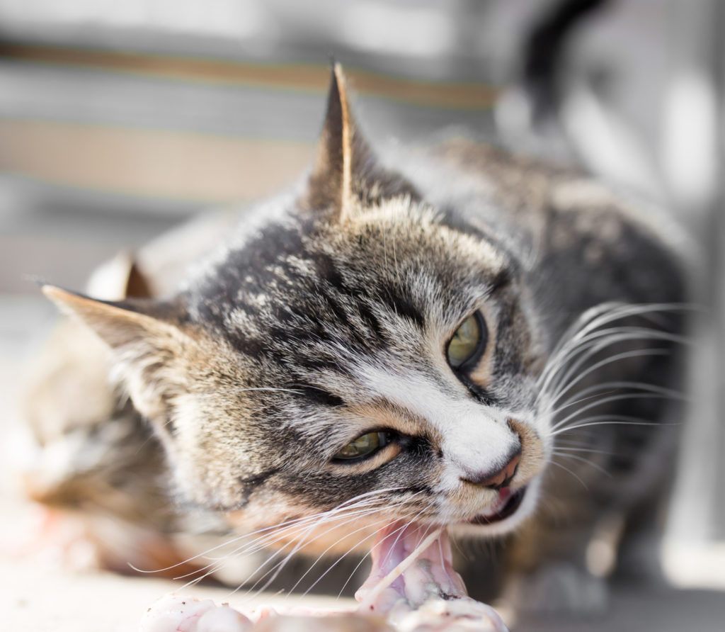 bien nourrir son chat adulte chat mange de la viande