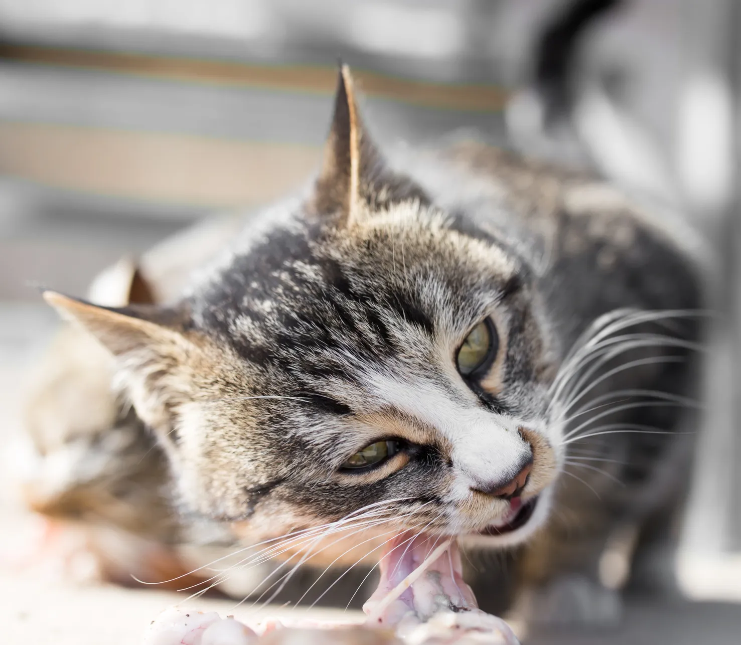 bien nourrir son chat adulte chat mange de la viande