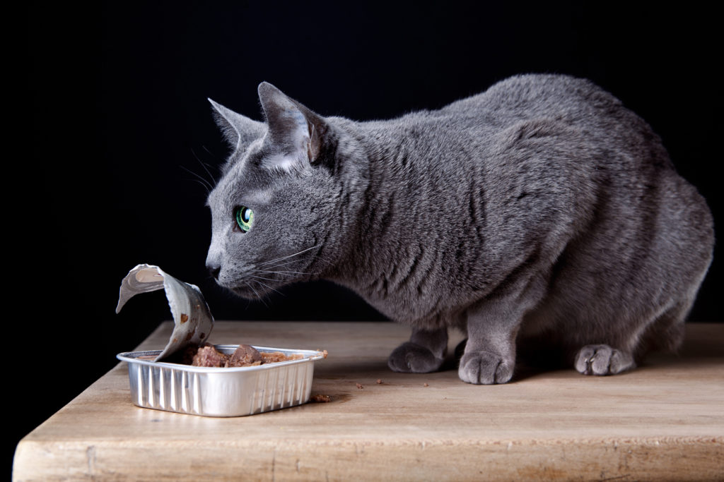 chat et nourriture