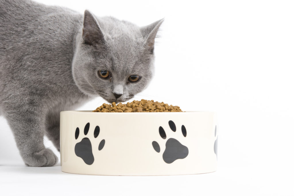 bien nourrir son chat adulte nourriture chat adulte