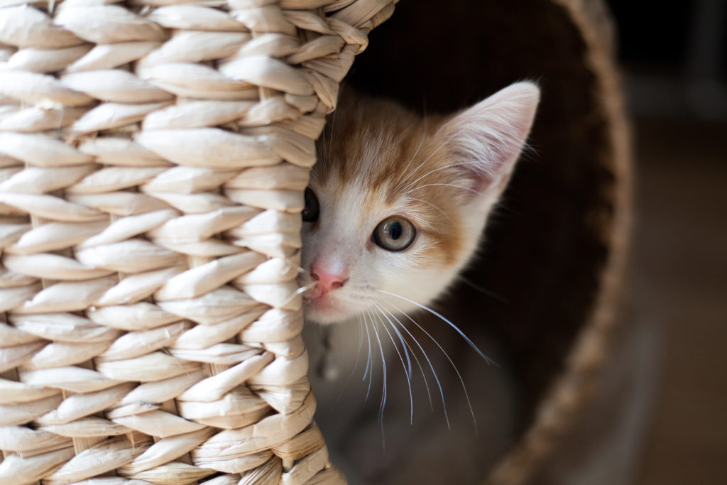 Mon chat miaule la nuit pourquoi et que faire ? Magazine zooplus