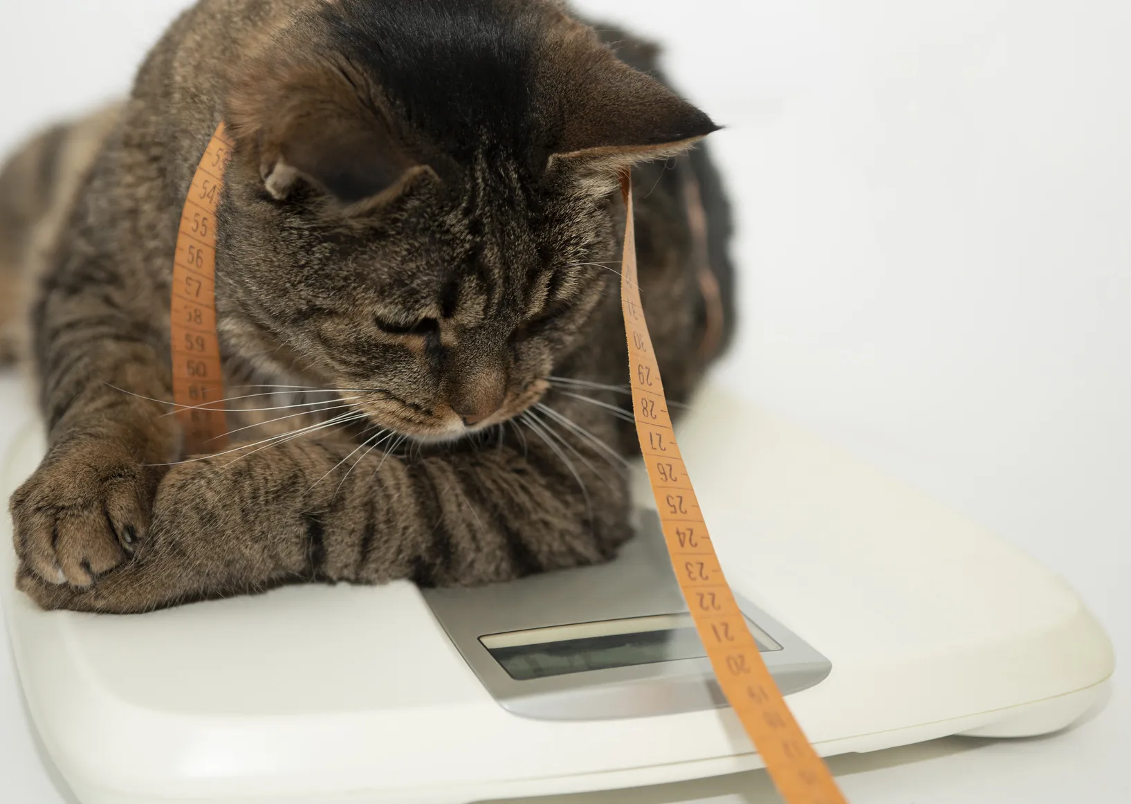 chat en surpoids couché sur une balance avec un mêtre autour du cou chat en surpoids couché sur une balance avec un mêtre autour du cou