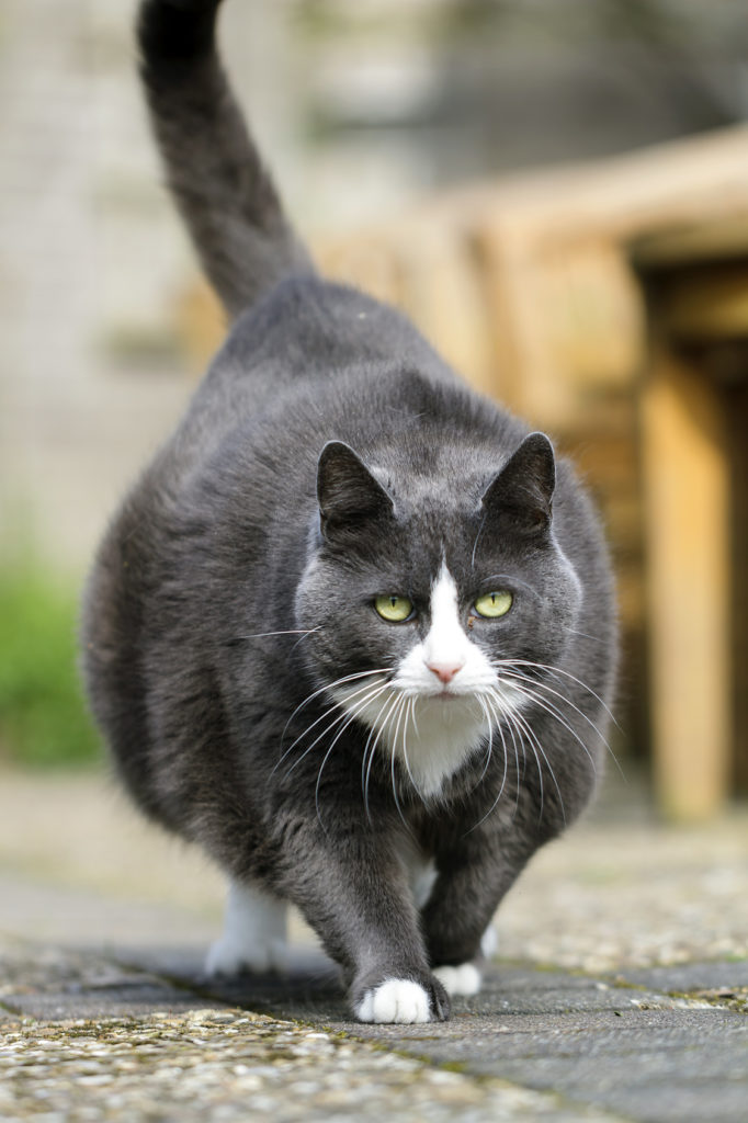 chat noir en surpoids qui marche dans le jardin