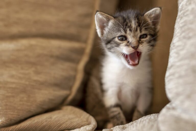 Sommeil, stress, pression artérielle : avoir un chat à la maison est bon  pour la santé