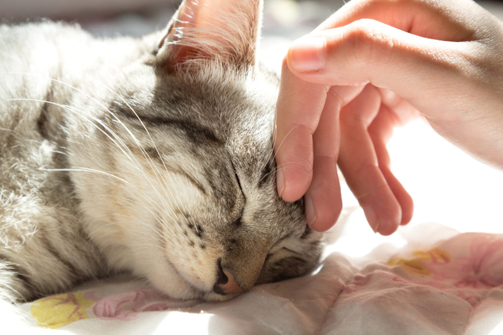 Le ronronnement des chats : effets et bénéfices