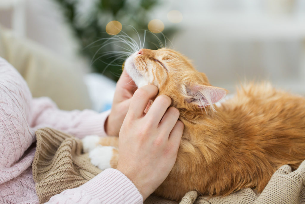 Le ronronnement des chats : effets et bénéfices