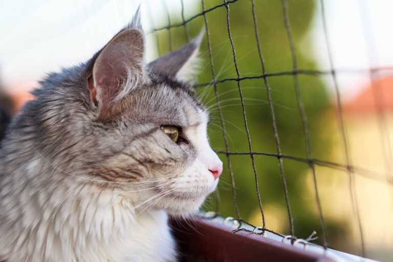 Chat assis sur un balcon derrière un filet