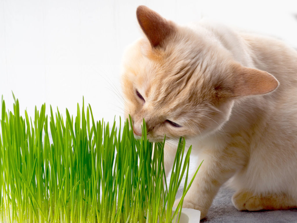 Chat qui mange de l'herbe à chats