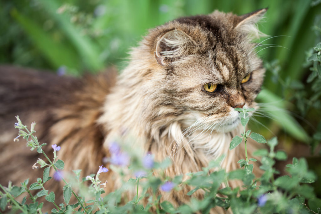 Chat persan dans un parterre de menthe à chat
