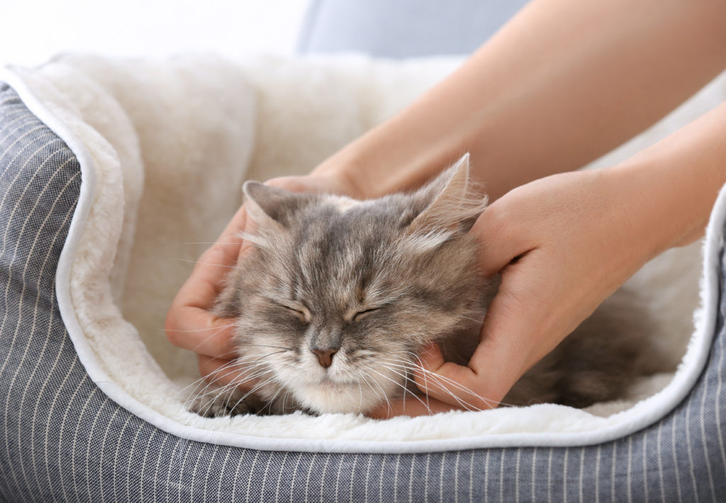 Le ronronnement des chats : effets et bénéfices