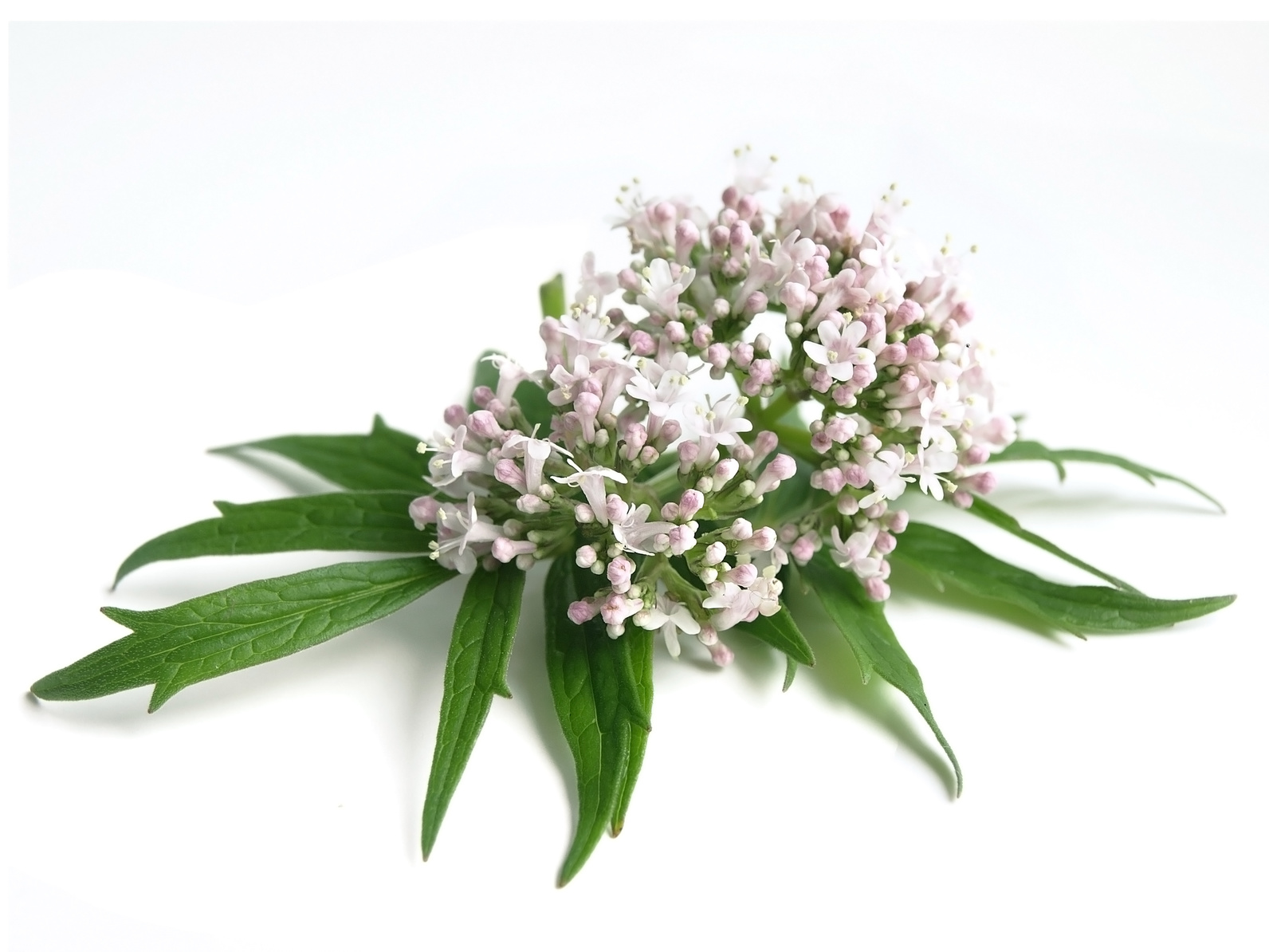 Quelles sont les plantes non toxiques pour les chats ? Magazine zooplus