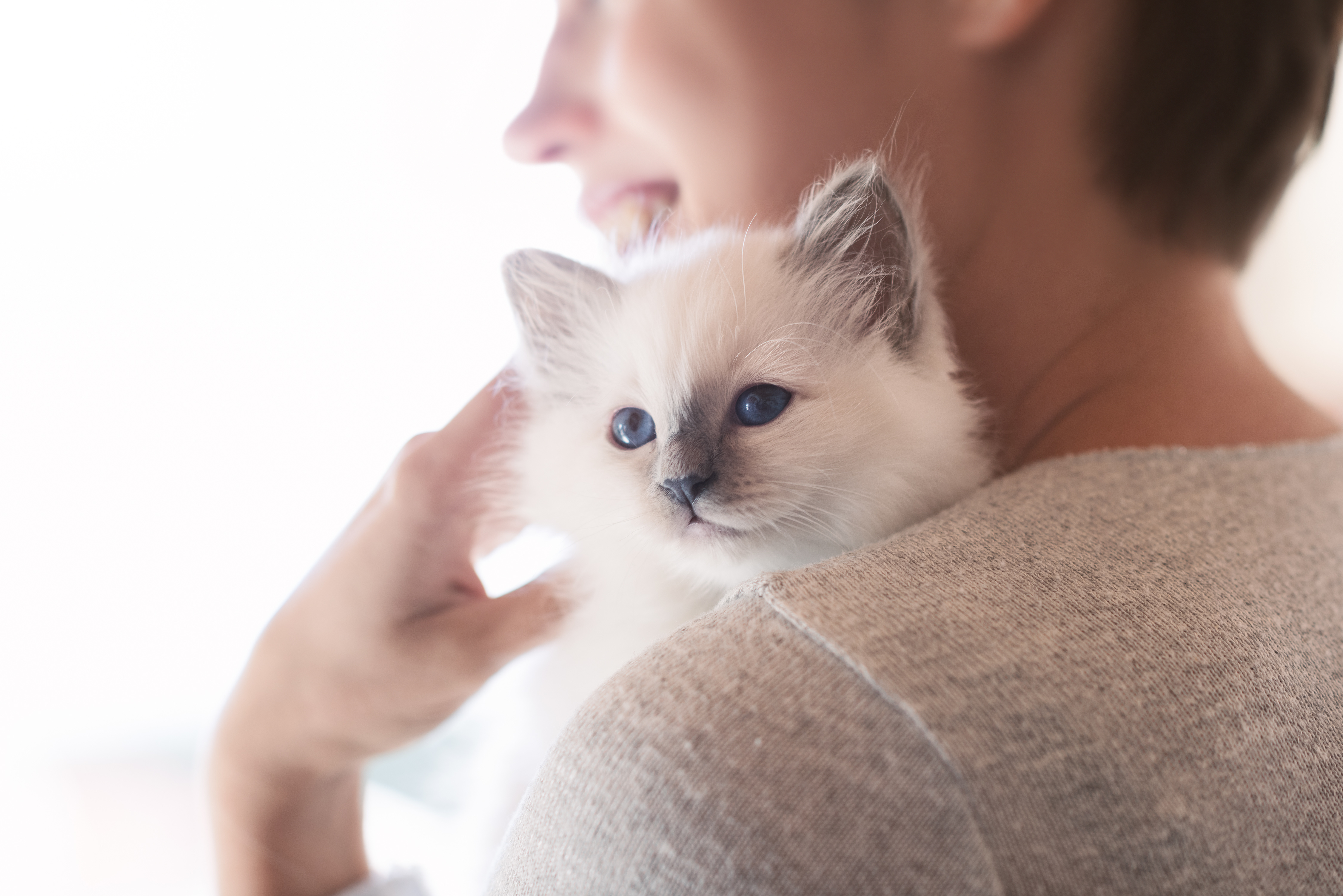 Quelles Questions Poser A Un Eleveur De Chats Magazine Zooplus