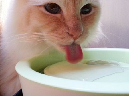 Chat qui tire la langue pour boire dans une fontaine à eau