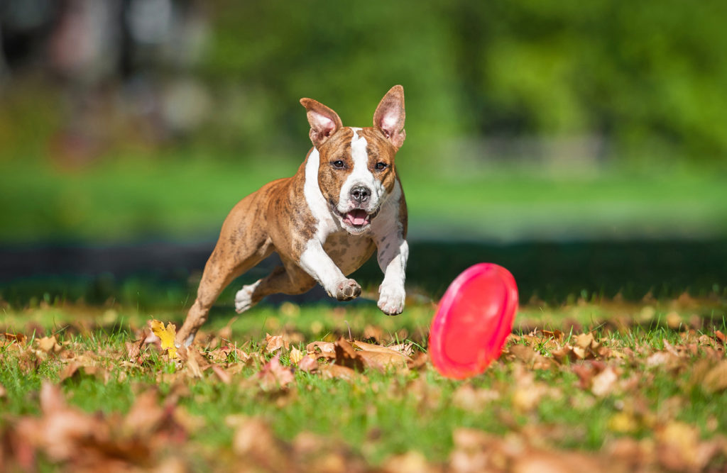 American Staffordshire terrier court pour attraper un frisbee rouge, un sport canin