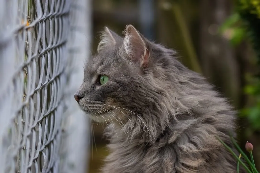Chat gris qui regarde &agrave; travers une cl&ocirc;ture