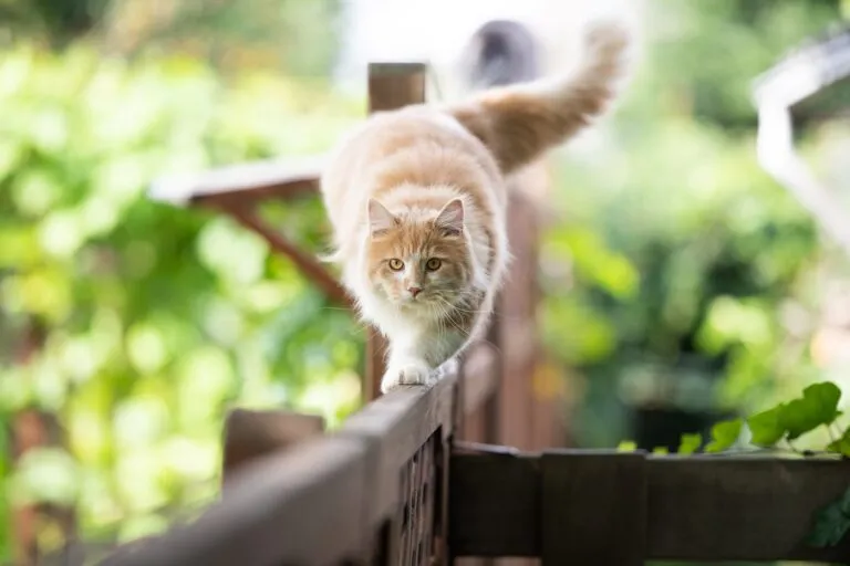 Chat roux se promenant sur une clôture de jardin