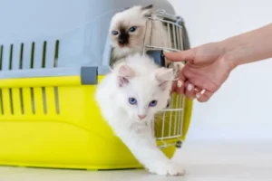 L’arrivée d’un chaton à la maison