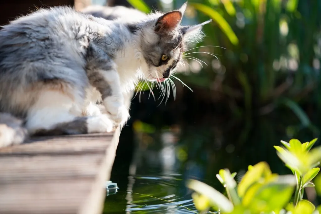 Jeune chat au bord d'un &eacute;tang dans un jardin