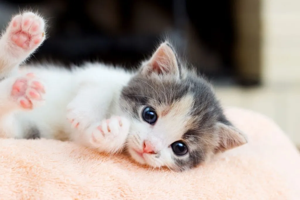 Un chaton est allong&eacute; sur une couverture