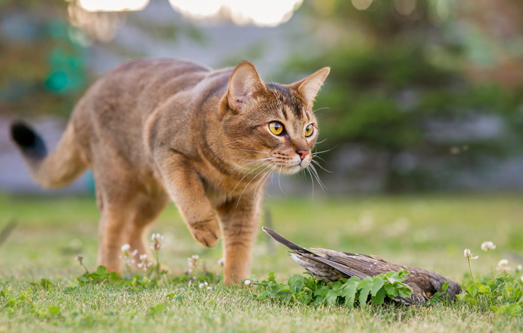 Comprendre Et Apprendre Le Langage Des Chats Magazine Zooplus