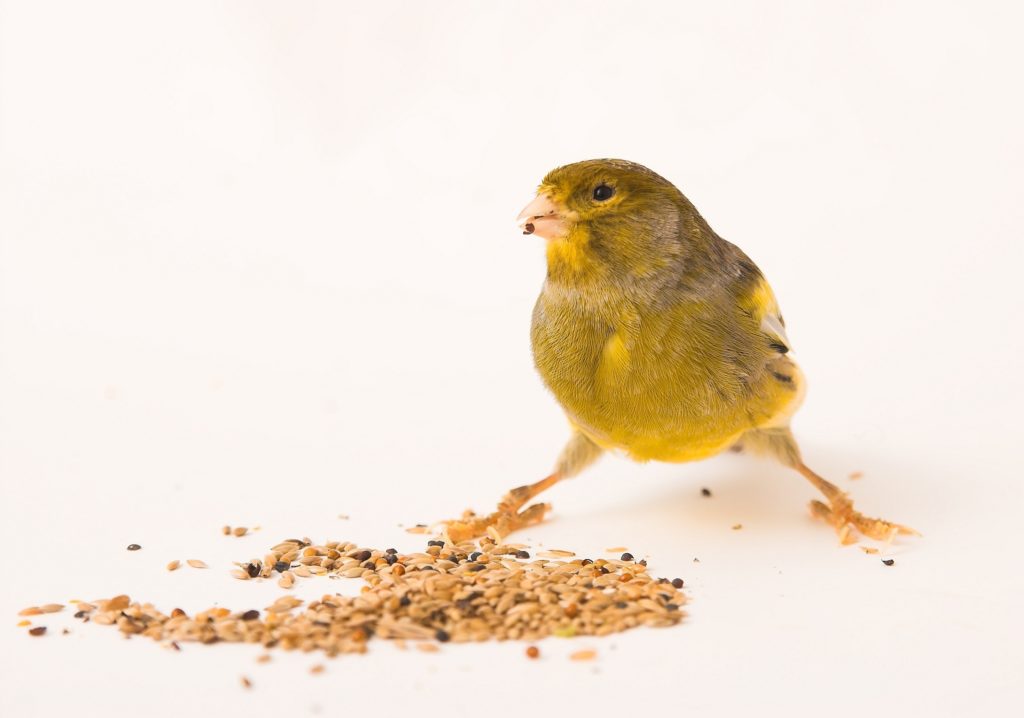 Canari debout devant des graines