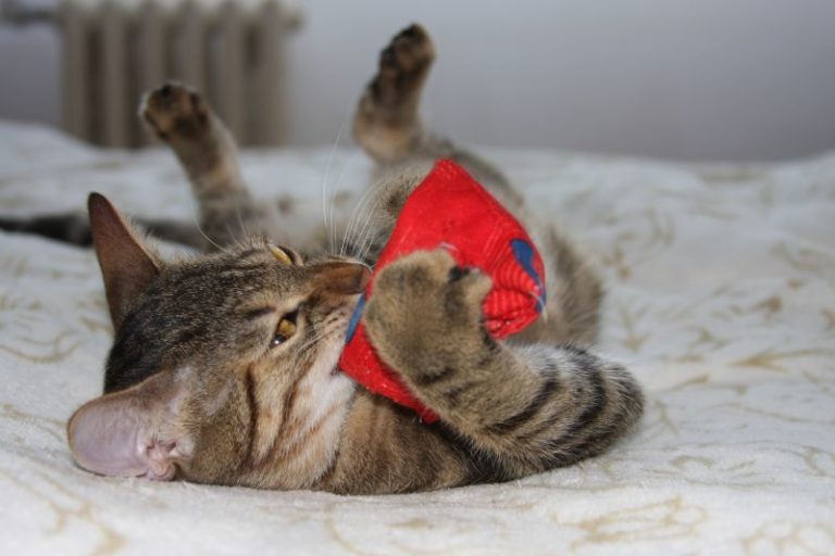 Chaton couché sur le dos sur un lit avec un jouet entre les pattes