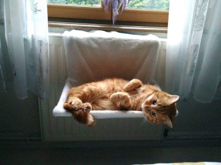 chaton couché dans un panier accroché au radiateur