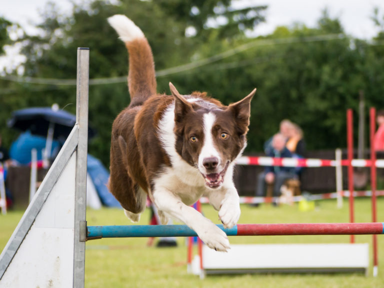 Un border collie en train de sauter une haie dans un parcours d'agility, un sport canin