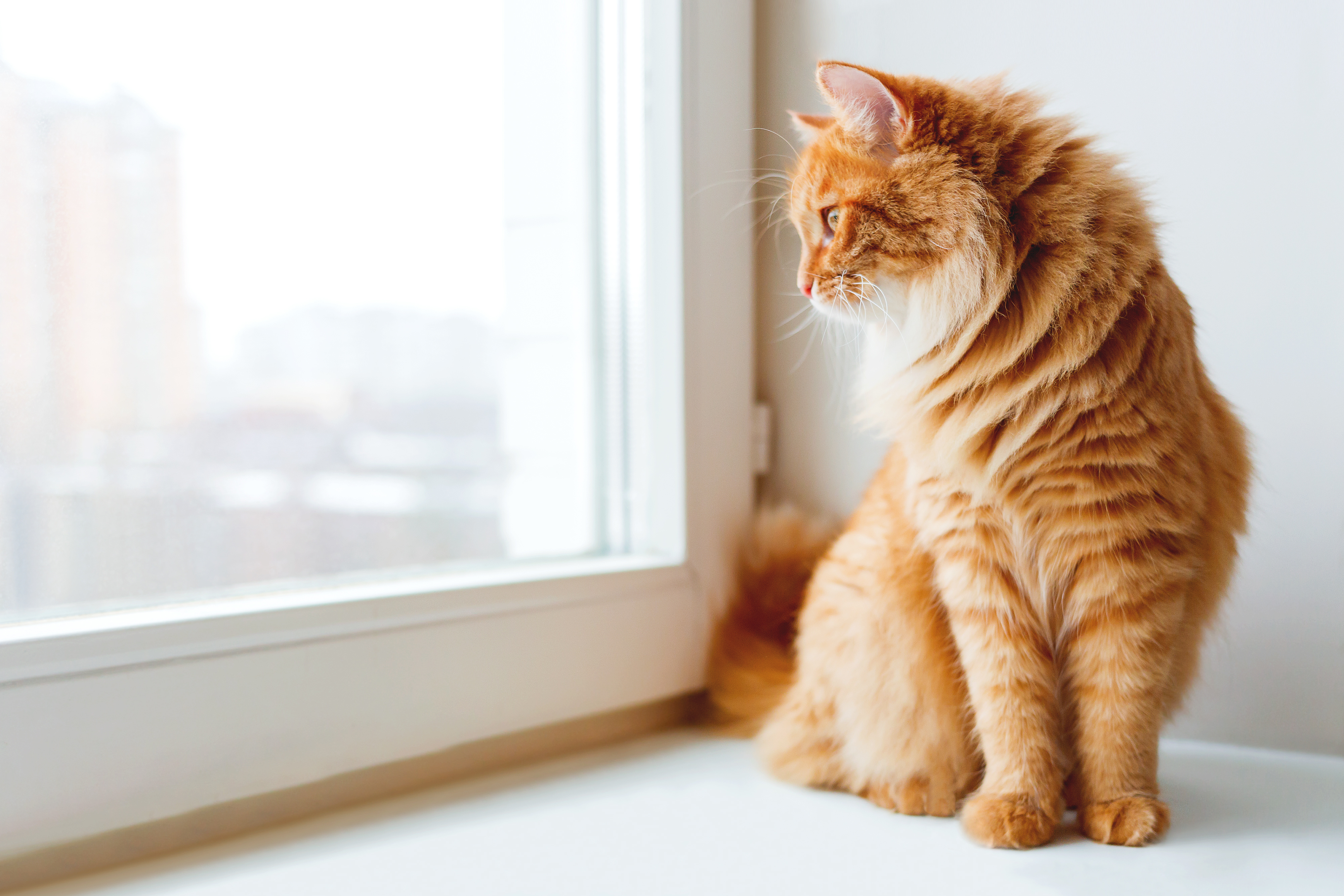 Comment reconnaître le stress chez mon chat ? 