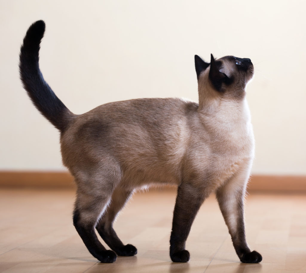 Chat siamois adulte debout avec la queue en l'air