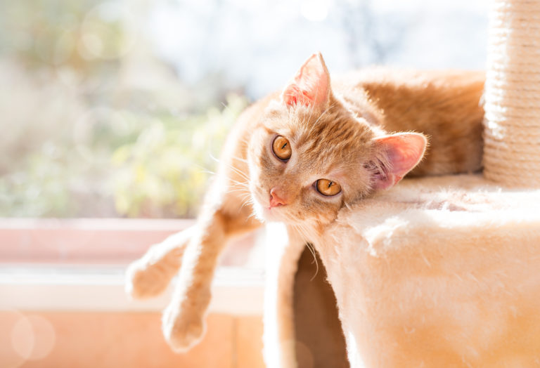 Chat roux à adopter couché sur le côté sur son arbre à chat, éclairé par le soleil de la fenêtre derrière lui