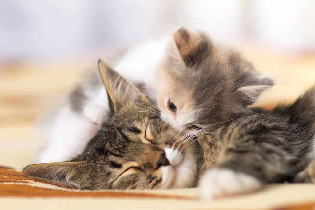 chaton qui fait un câlin à sa mère qui dort