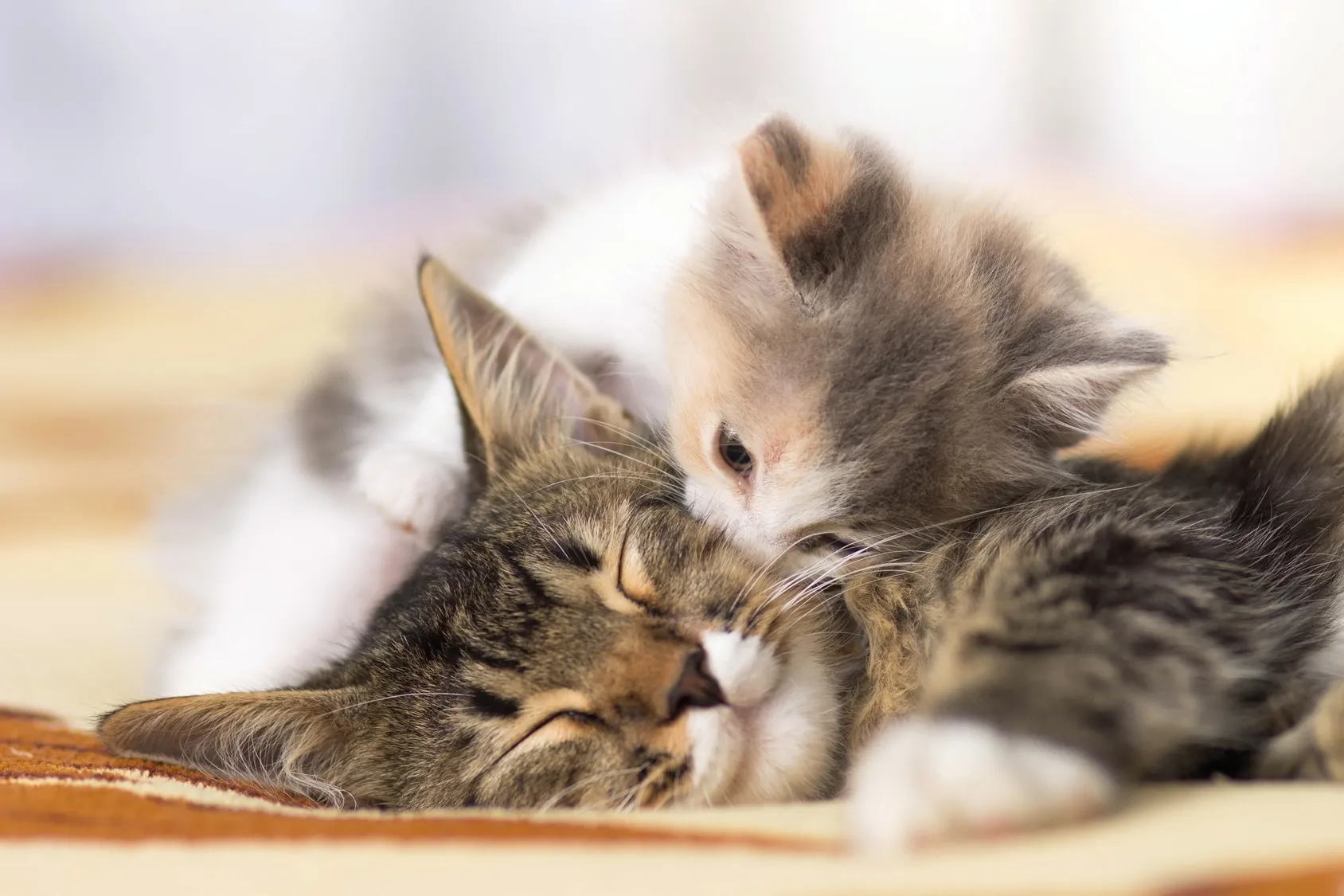 chaton qui fait un câlin à sa mère qui dort