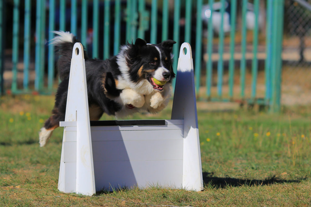 chien et flyball