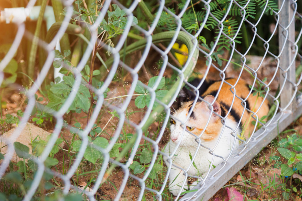 Chat roux, noir et blanc allongé dans son jardin derrière la clôture