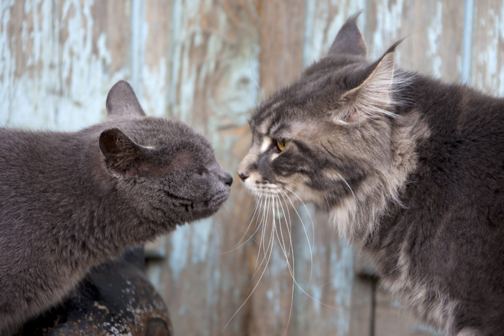 Deux chats gris se rencontrent
