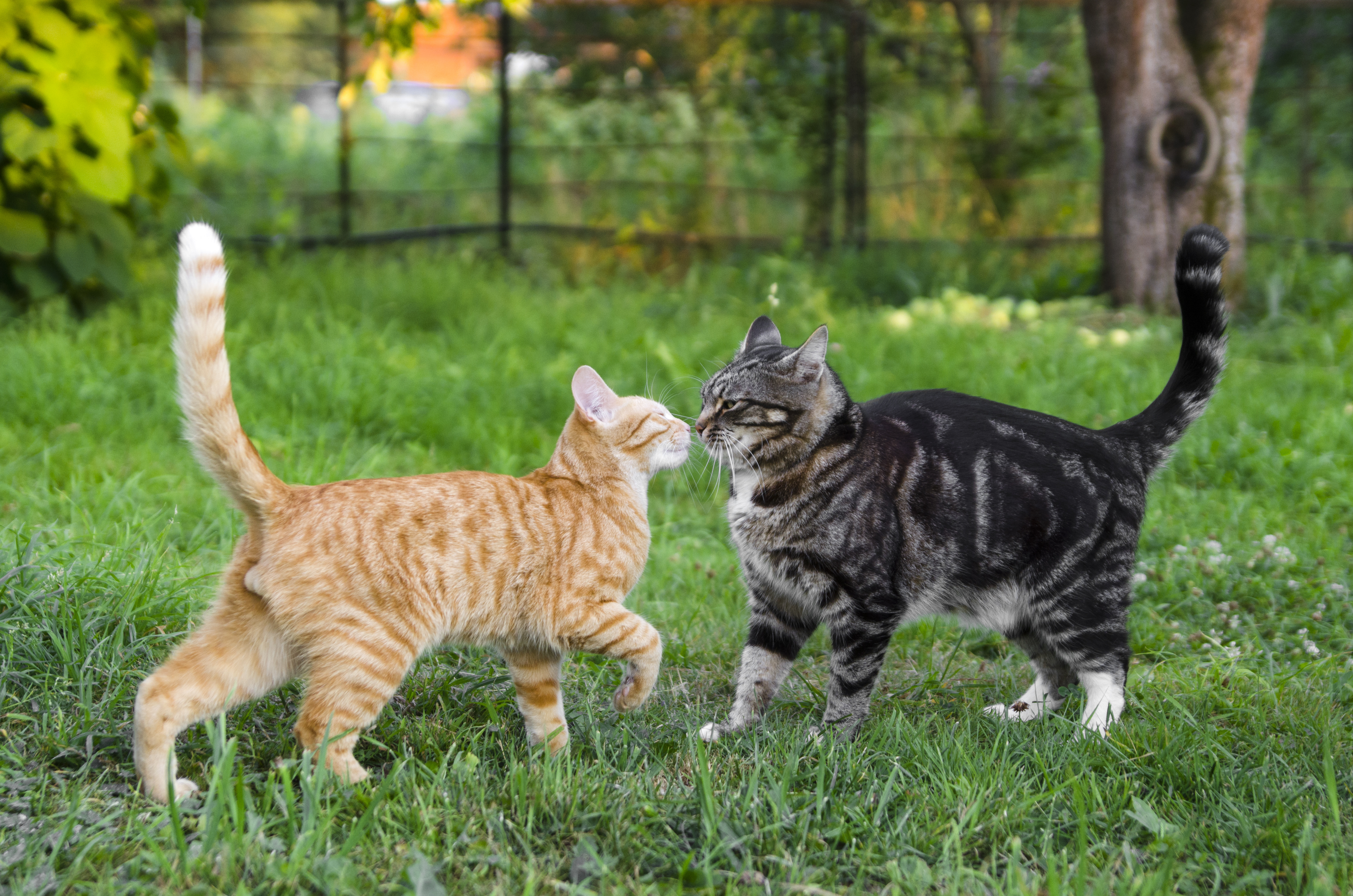 Comment Faire Cohabiter Deux Chats Magazine Zooplus