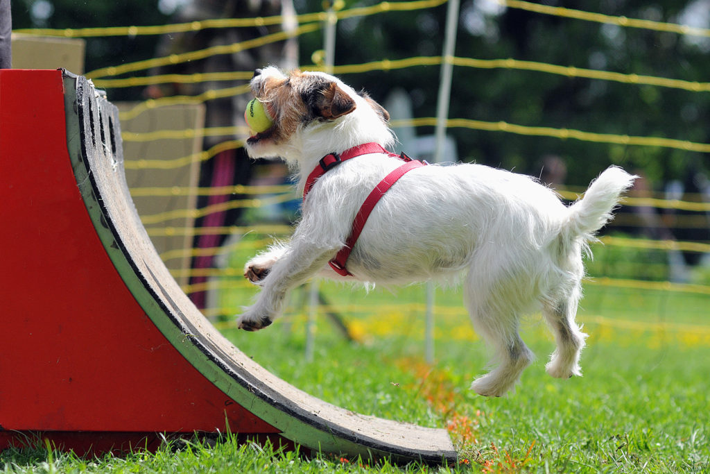 chien et flyball