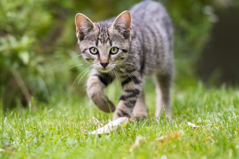 Portrait d'un chat gris en train de se promener dans le jardin