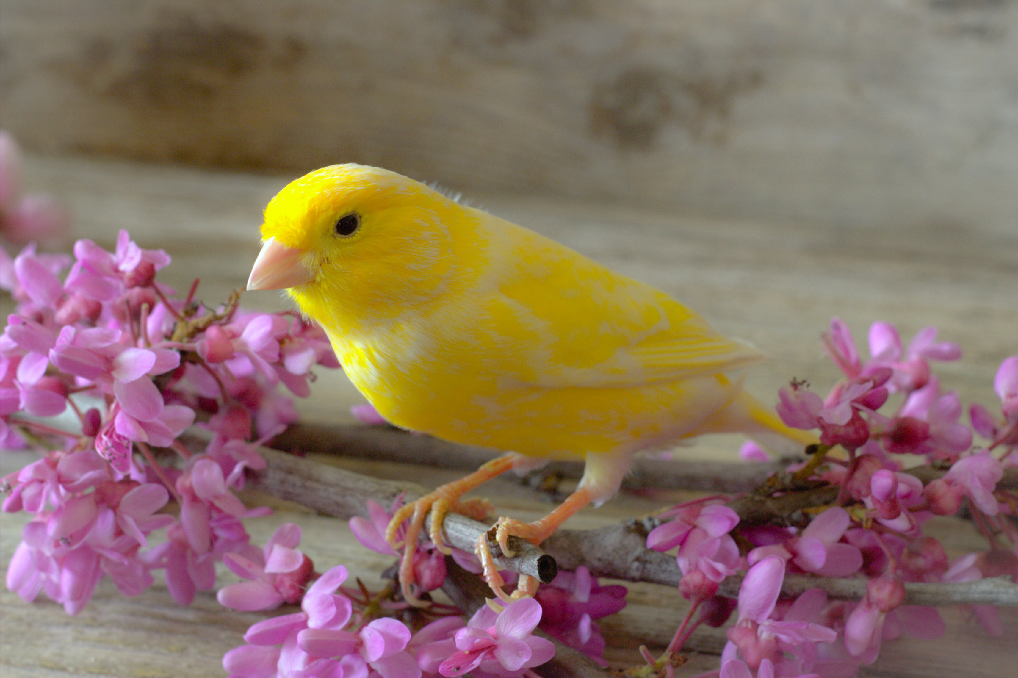 Oiseau Jaune Canari été Perché Sur Un Bâton à L'intérieur D'une