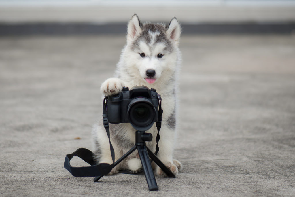 mieux photographier son chien Husky assis derrière une appareil photo sur un petit trépied, la patte avant posée sur l'appareil