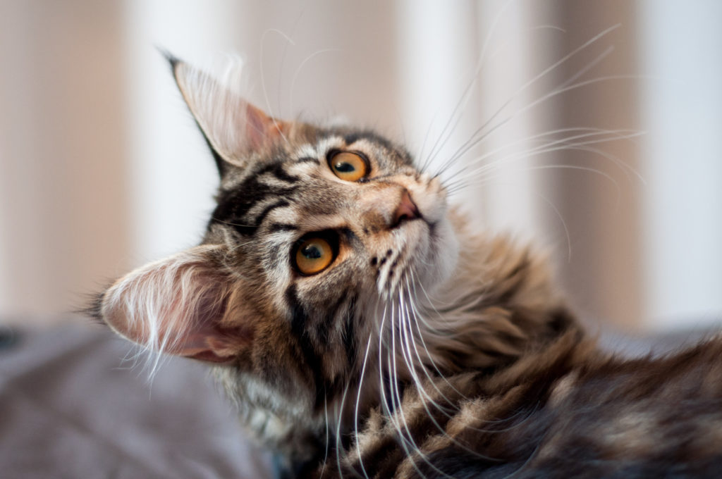acheter chat