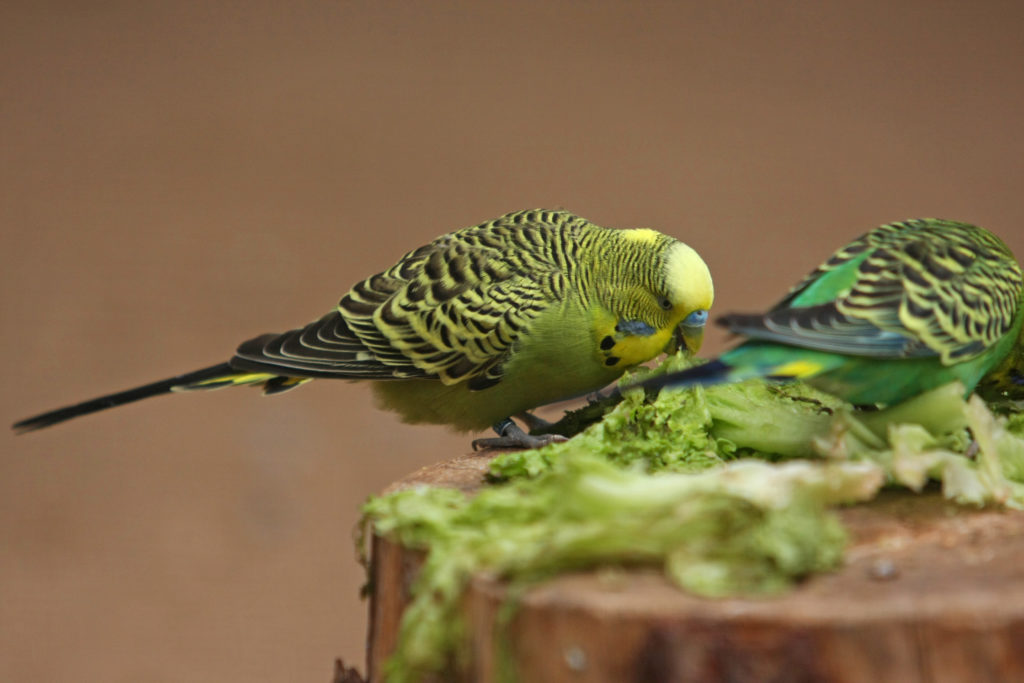 Deux perruches ondulées vertes mangent de la verdure