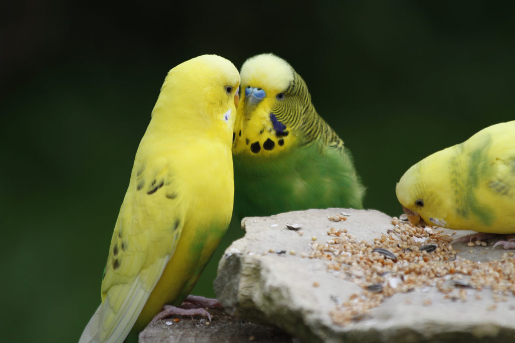 3 perruches ondulées jaunes et vertes en train de manger des graines