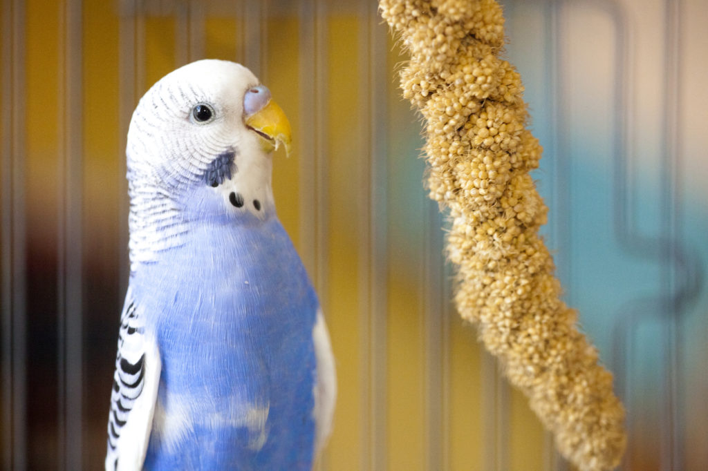 Alimentation et pâtée pour vos oiseaux du jardin