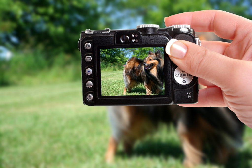 mieux photographier son chien mieux photographier son chien
