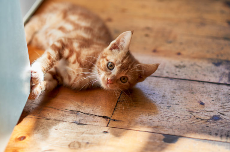 Pourquoi les chats jouent avec un laser ?