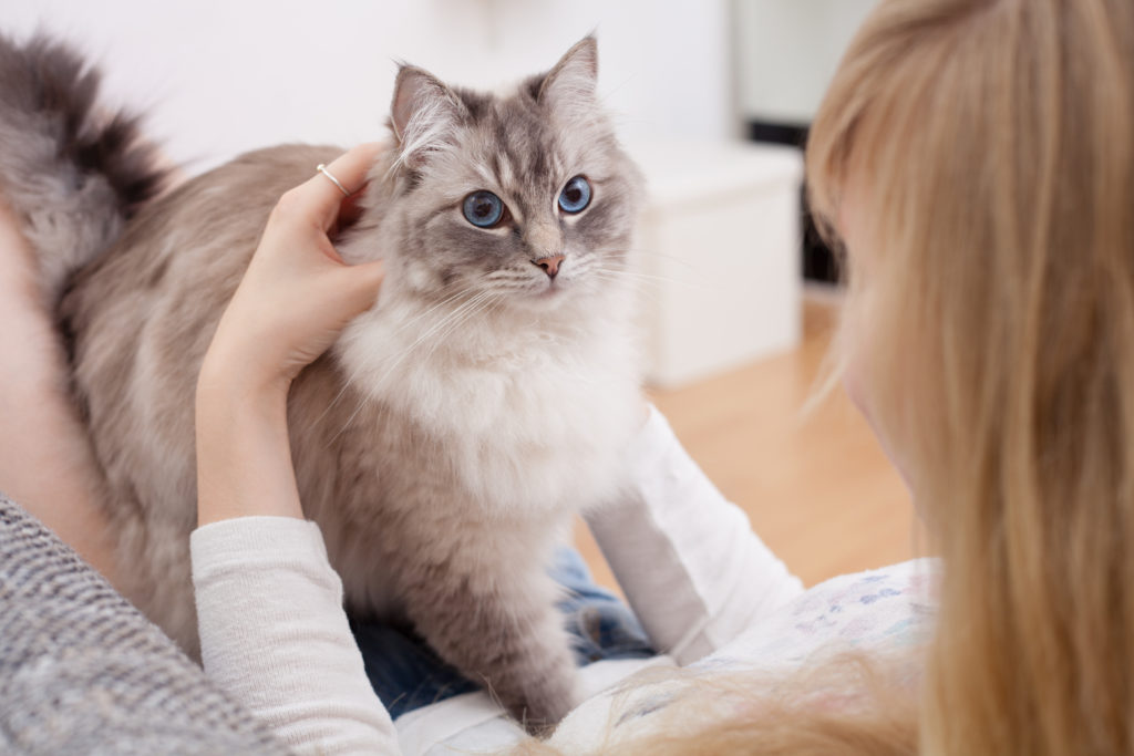 adoption chat